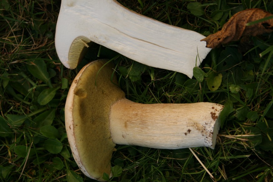nuovo boletus dalla foresta nera